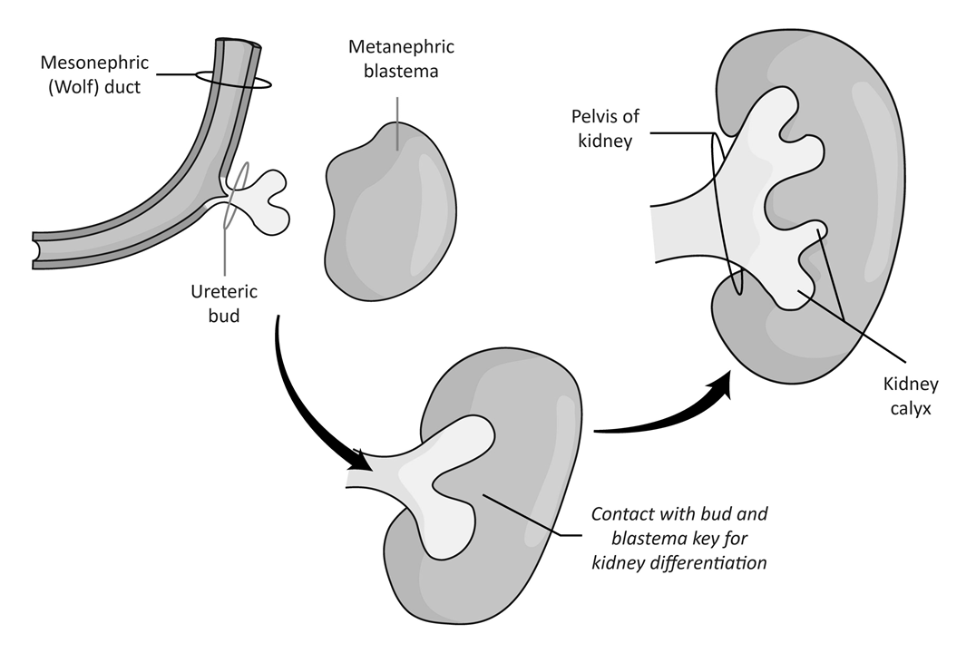 embryonic kidney development