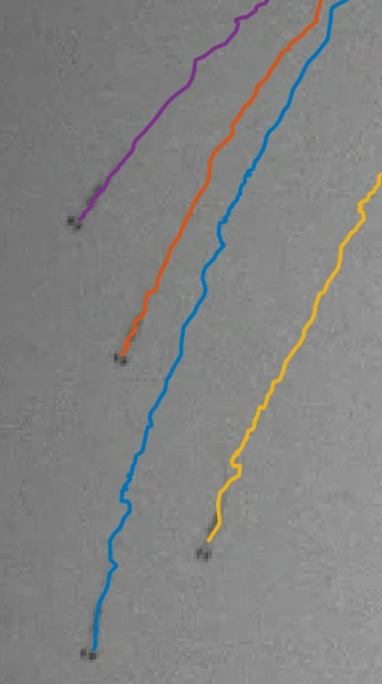 Tracking schooling behavior