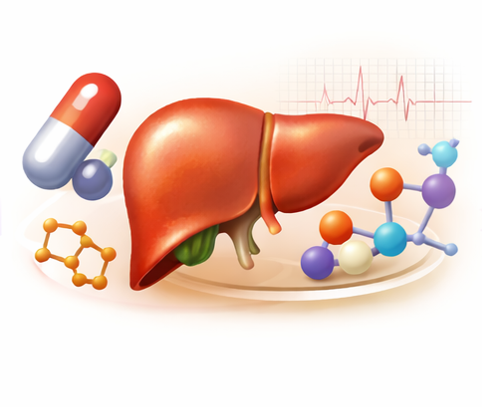 Liver metabolic pathways and drug metabolism