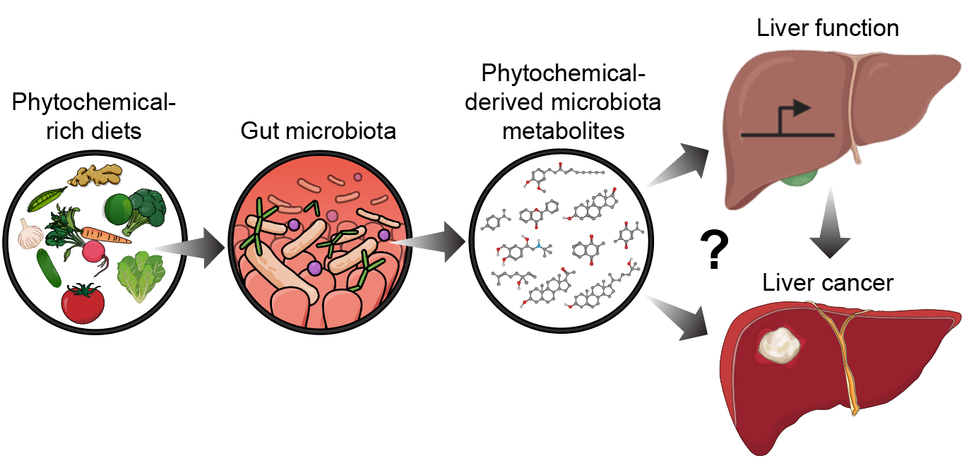 Diet influences liver cancer via bacterial-derived metabolites