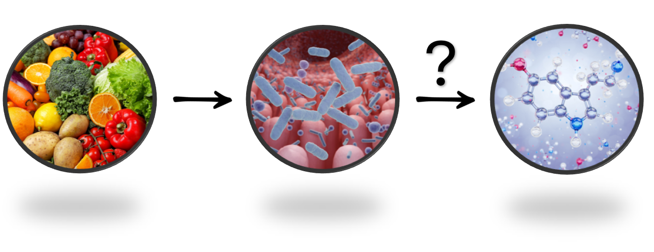 Diet-microbime-metabolite