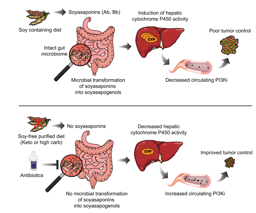 Soy-derived microbial metabolites shape PI3Ki pharmacokinetics and efficacy