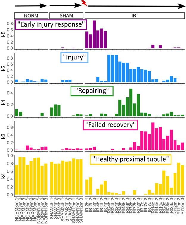 Early injury response illustration 