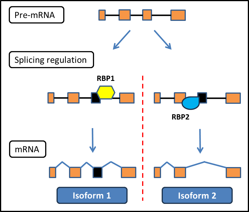 Pre-mRNA illustartions