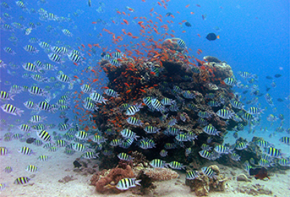 Coral Reef of Eilat