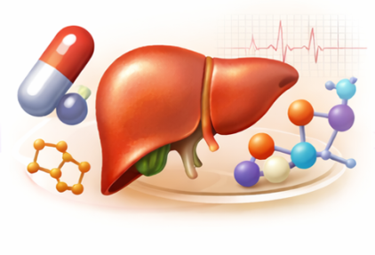 Liver metabolic pathways and drug metabolism