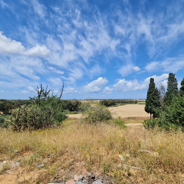 Tel Shalaf, Rehovot