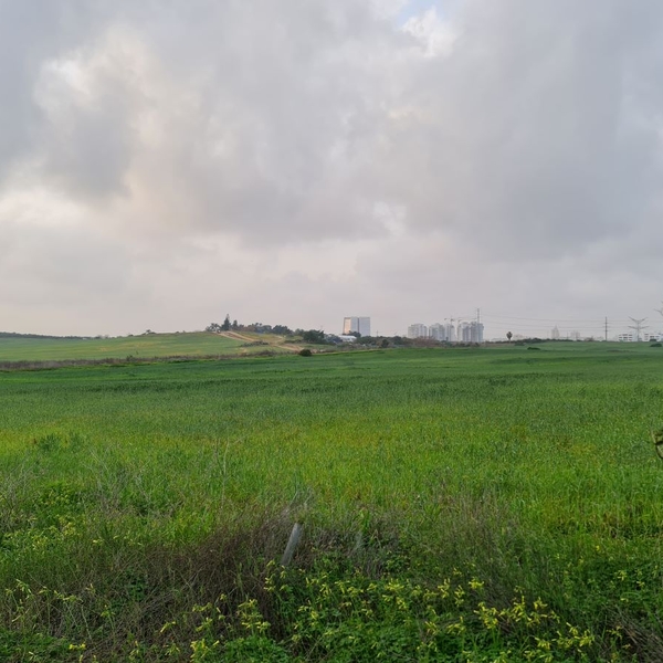 Changing Seasons in Nes Ziona’s Fields