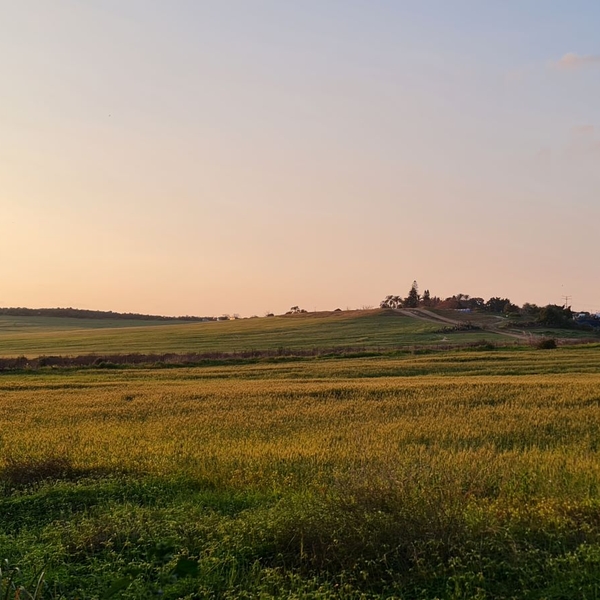 Changing Seasons in Nes Ziona’s Fields