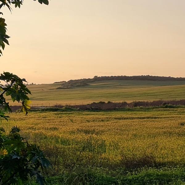 Changing Seasons in Nes Ziona’s Fields