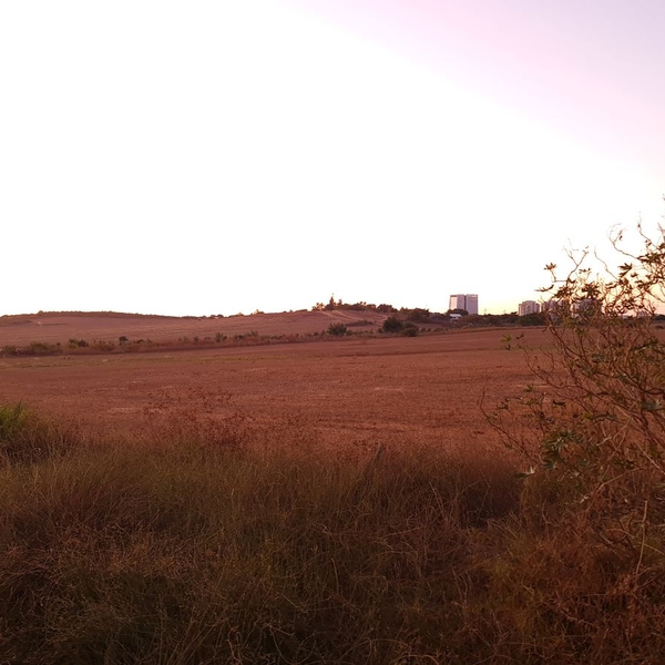 Changing Seasons in Nes Ziona’s Fields