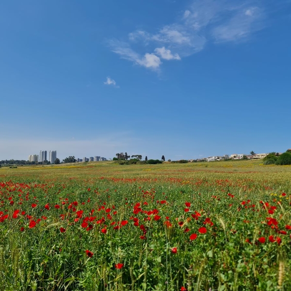 Protecting Nes Ziona’s Kurkar Hills