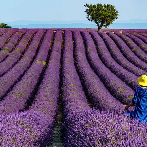 Woman in a Lavender field