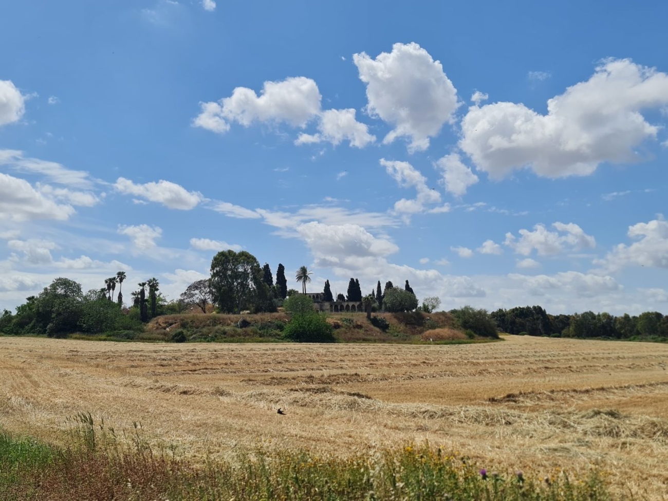 Tel Shalaf, Rehovot