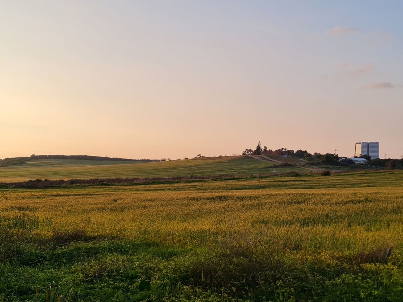 Changing Seasons in Nes Ziona’s Fields