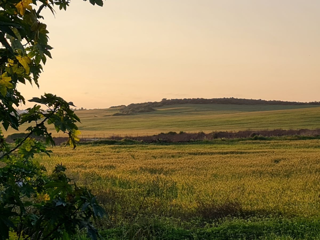 Changing Seasons in Nes Ziona’s Fields