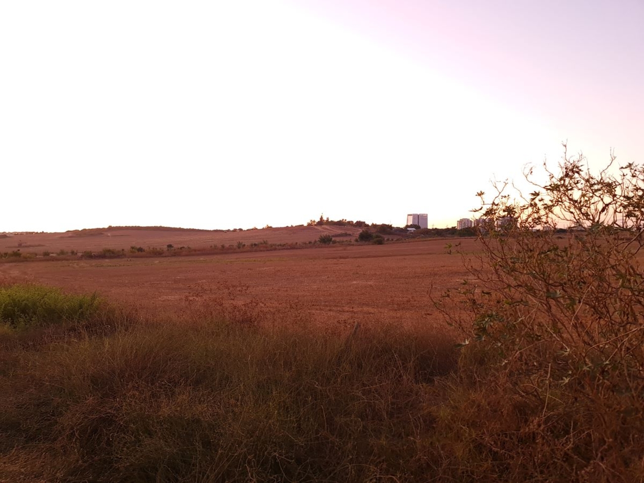Changing Seasons in Nes Ziona’s Fields