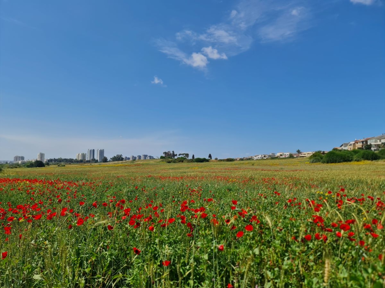 Protecting Nes Ziona’s Kurkar Hills