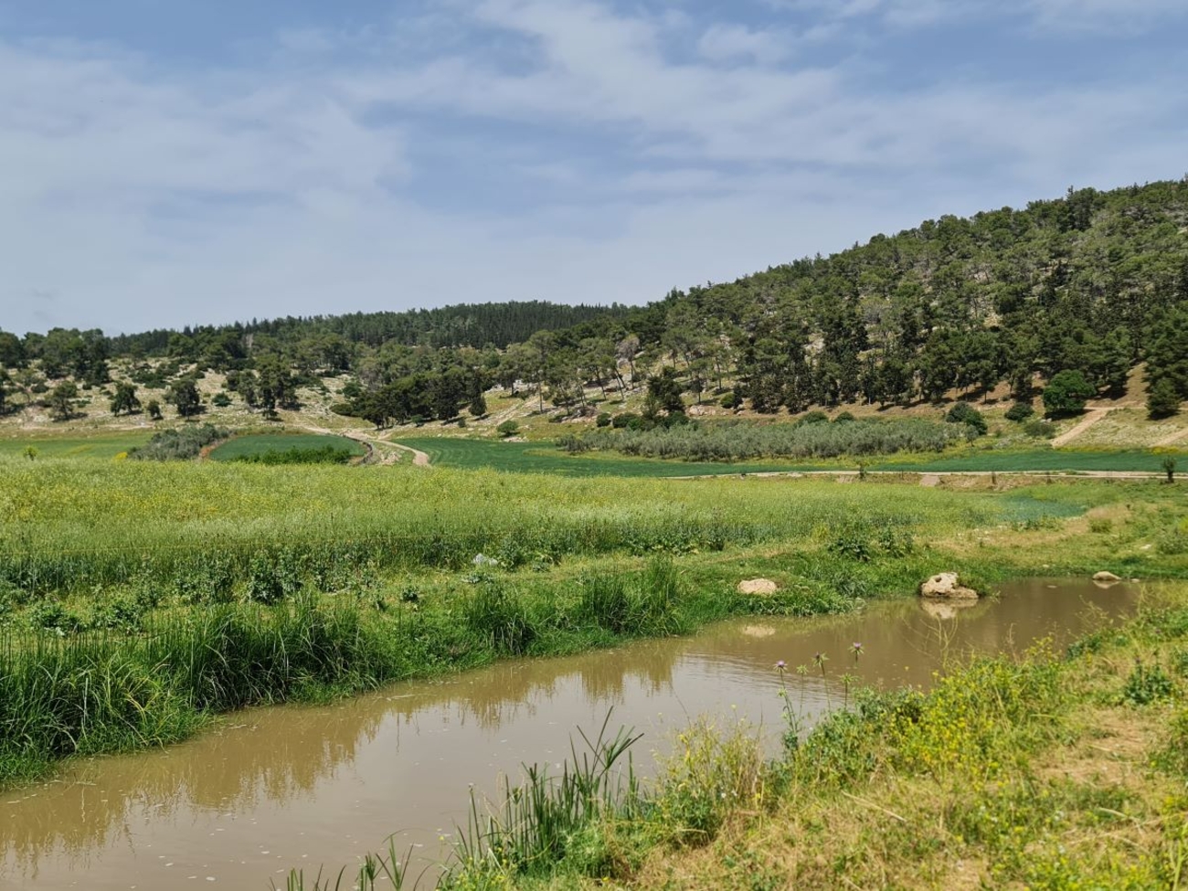 Restoring Nahal Tzipori near Ras Ali