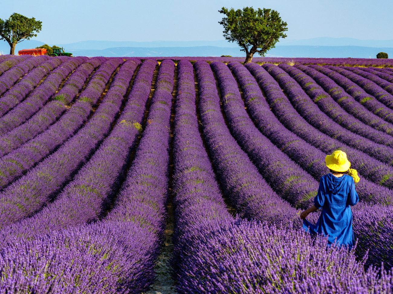 Woman in a Lavender field
